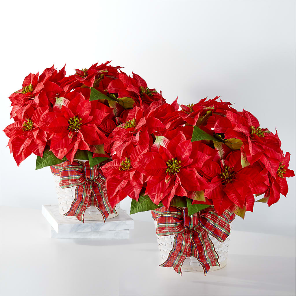 Happiest Holidays Poinsettia Bundle – Talia Flowers, Ottawa ON