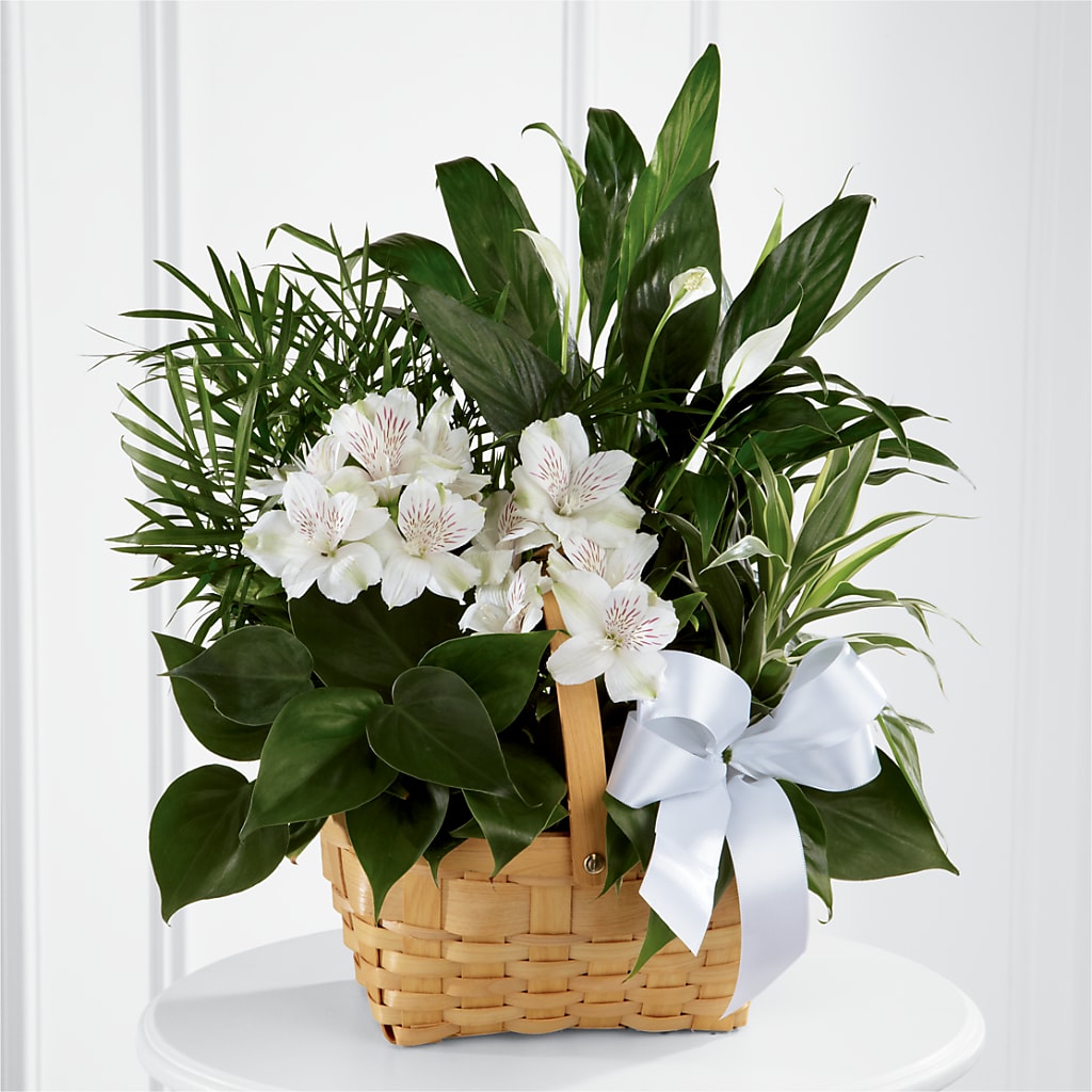 Peace & Serenity Dishgarden – Talia Flowers, Ottawa ON