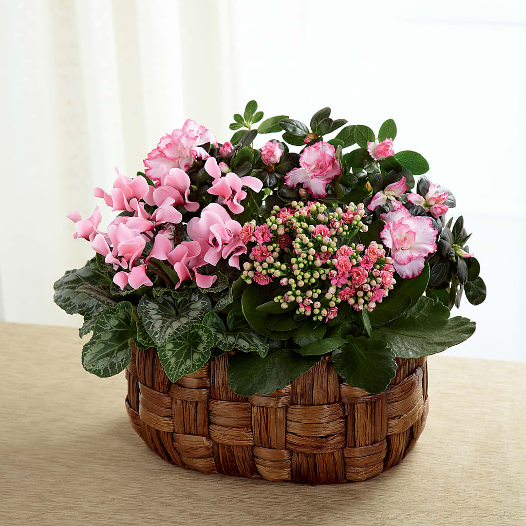 Pink Assortment – Talia Flowers, Ottawa ON