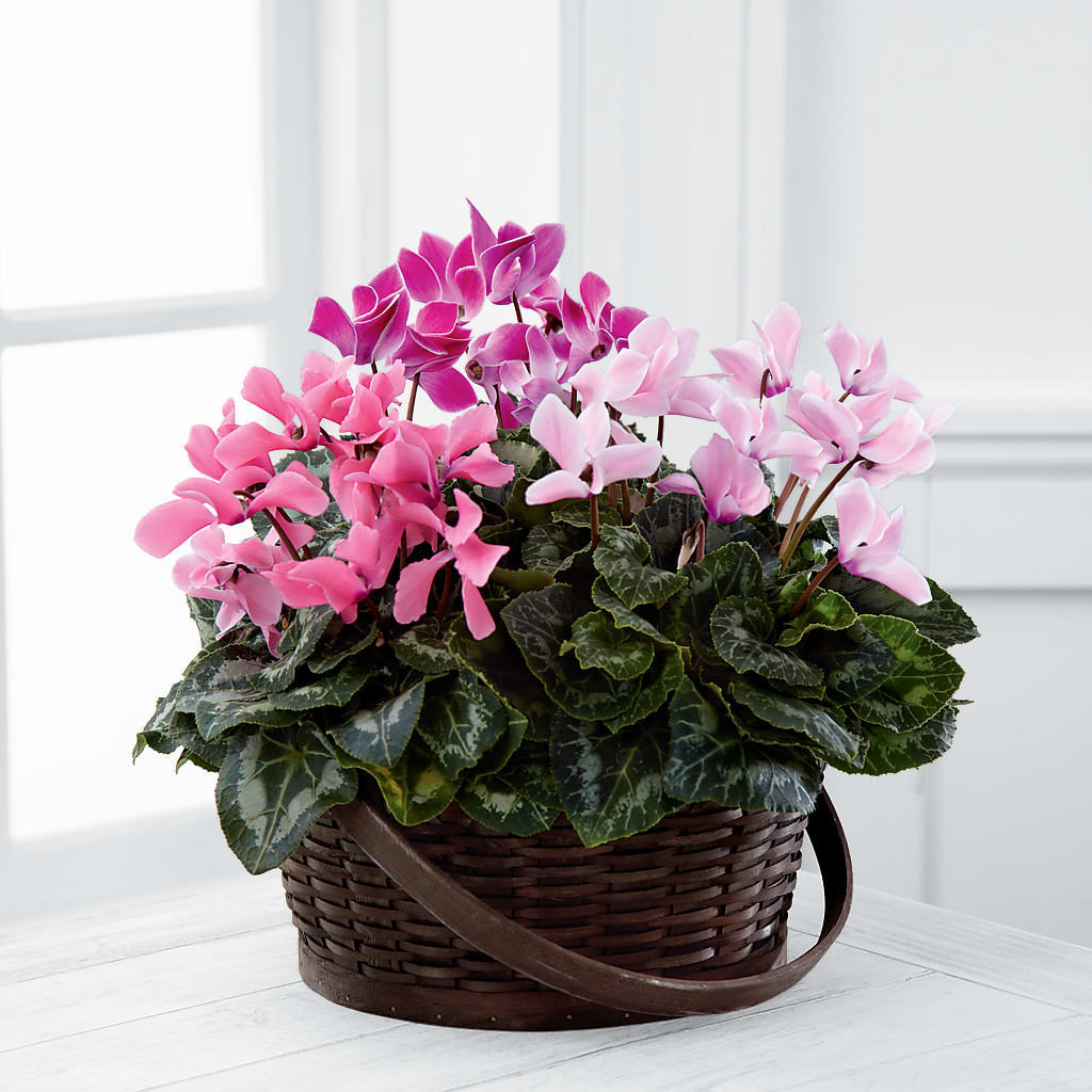 Mixed Cyclamen Planter – Talia Flowers, Ottawa ON