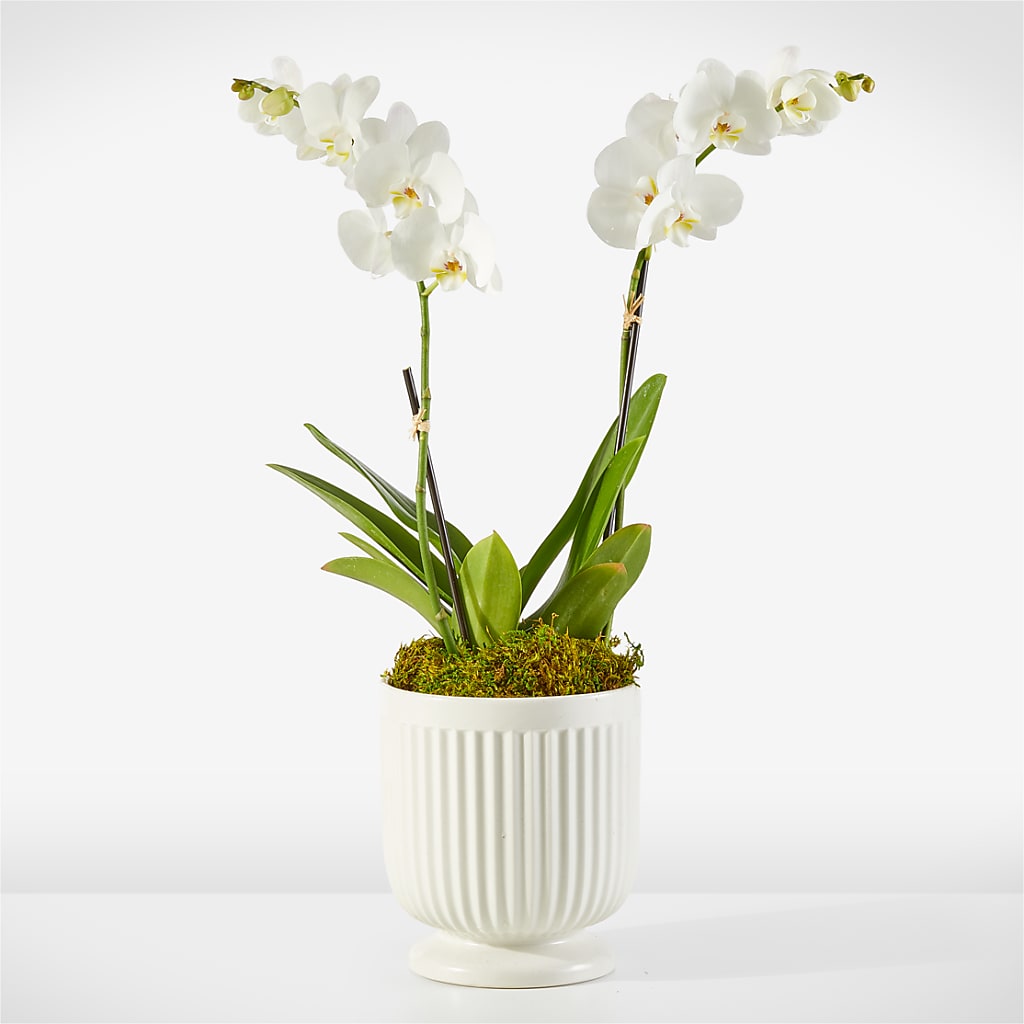 Whispering White Orchid – Talia Flowers, Ottawa ON