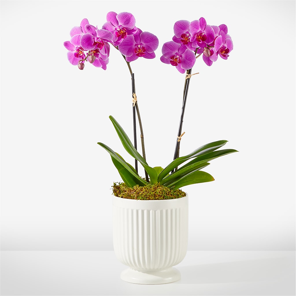 Friendly Fuchsia Orchid – Talia Flowers, Ottawa ON