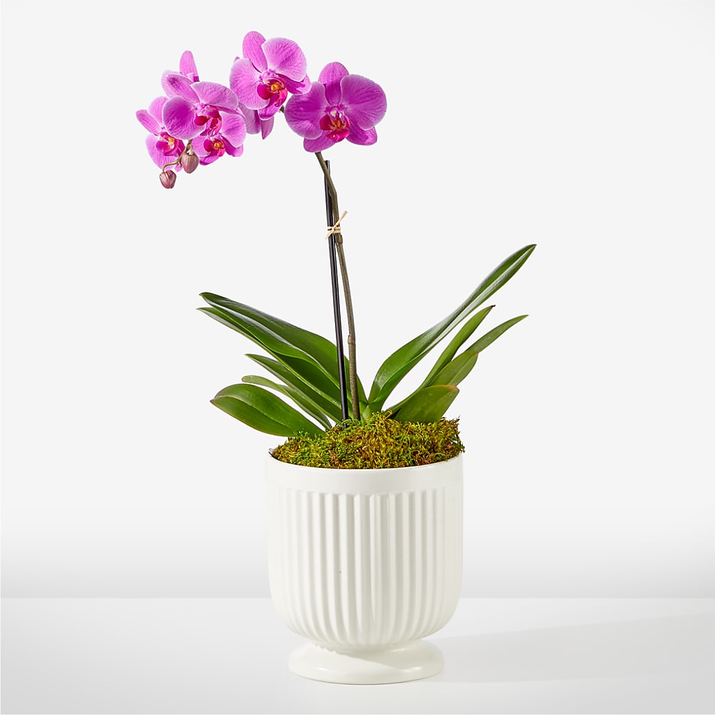 Friendly Fuchsia Orchid – Talia Flowers, Ottawa ON