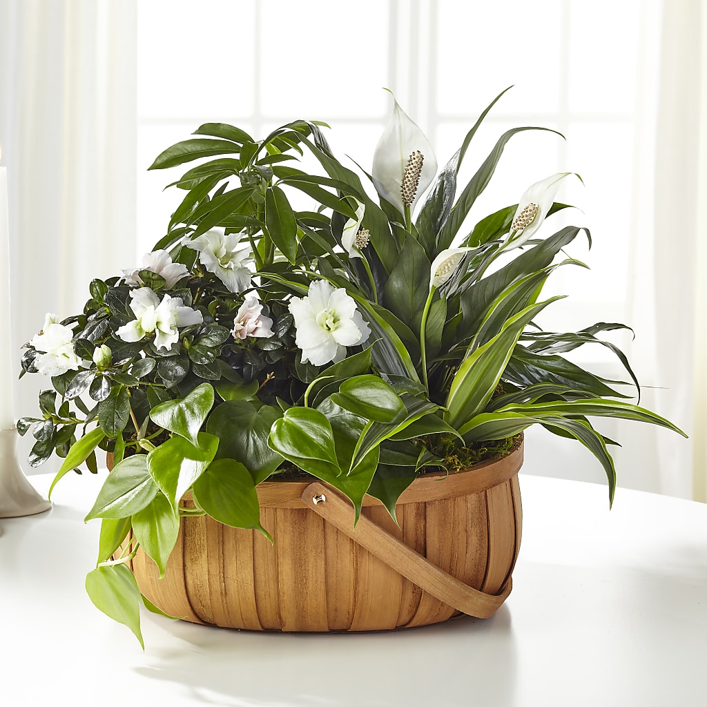 Serene Dishgarden – Talia Flowers, Ottawa ON