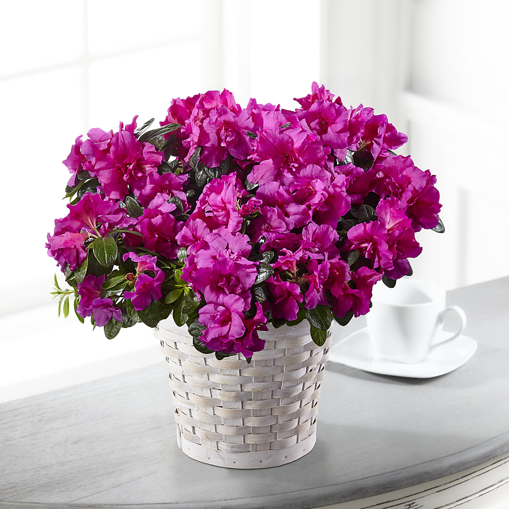 Hope & Serenity Azalea Plant – Talia Flowers, Ottawa ON