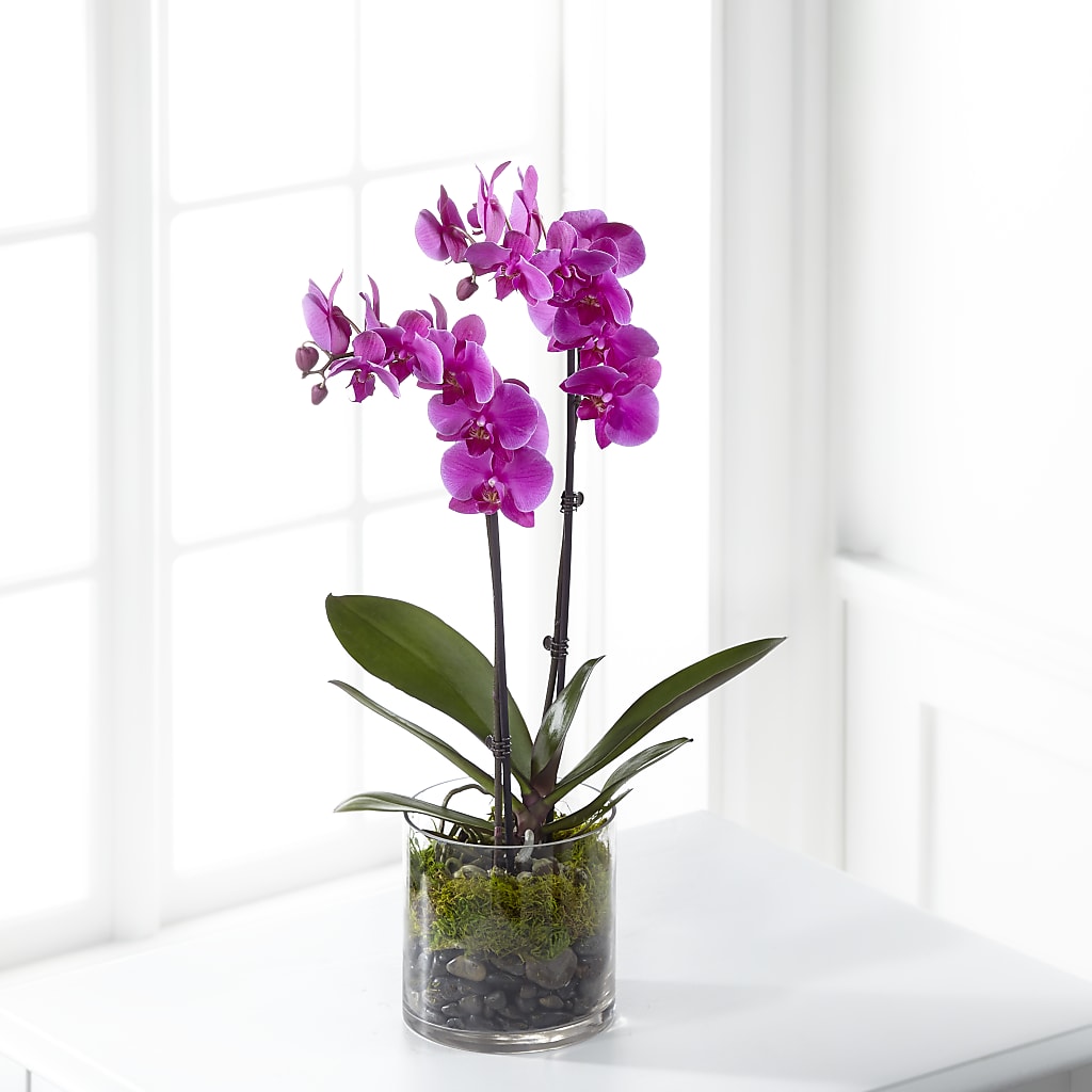 Pink Orchid Plant – Talia Flowers, Ottawa ON
