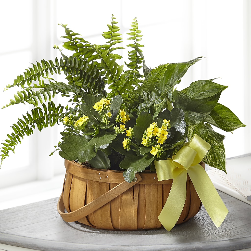 Always Dear Dishgarden – Talia Flowers, Ottawa ON