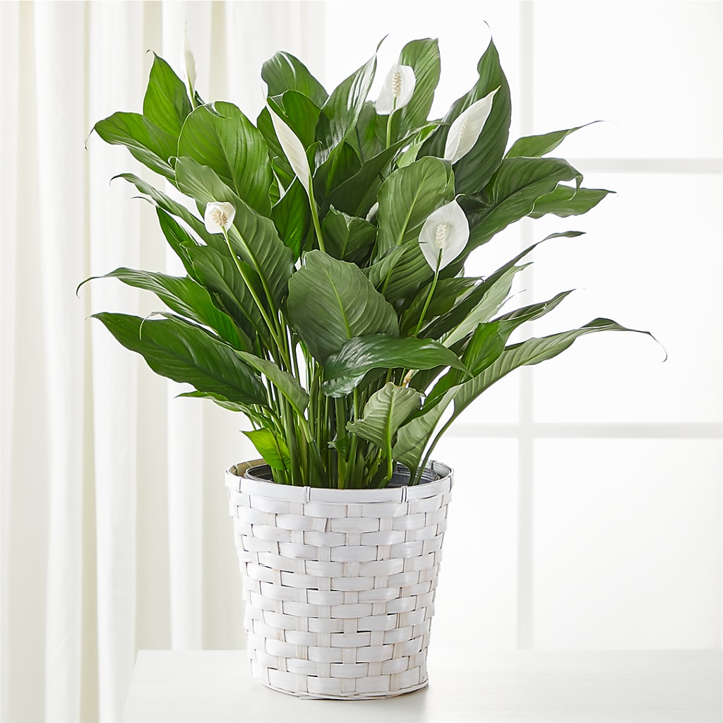 A New Leaf Peace Lily – Talia Flowers, Ottawa ON