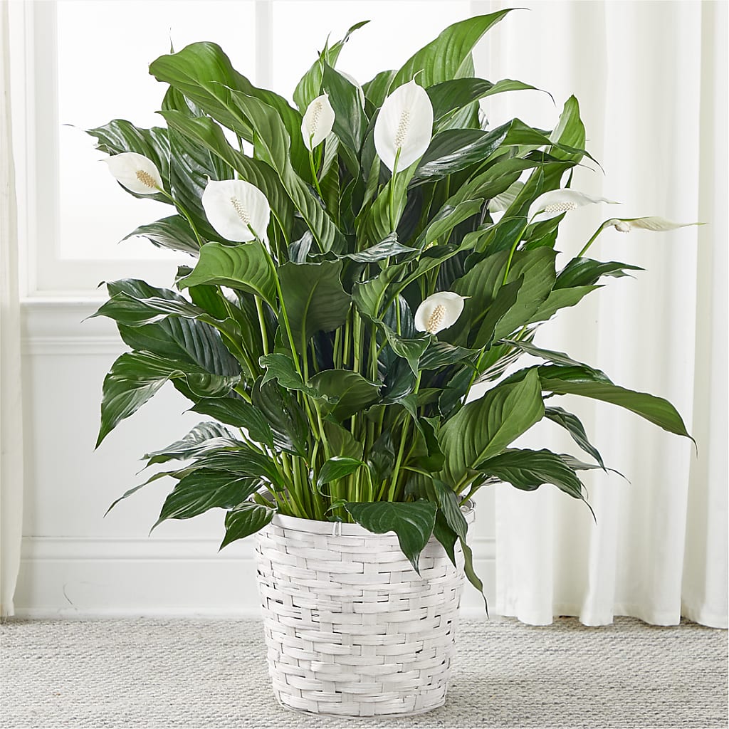 A New Leaf Peace Lily – Talia Flowers, Ottawa ON