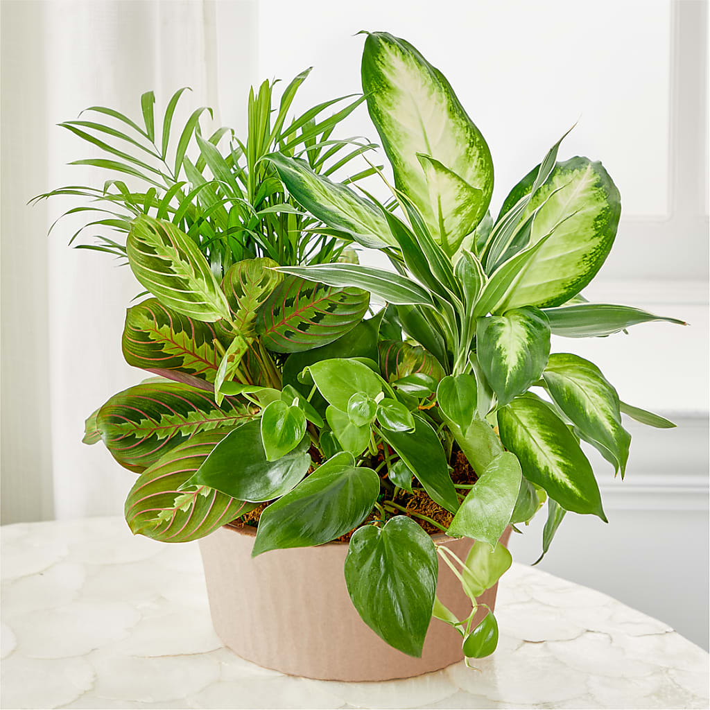 Balance & Harmony Dishgarden – Talia Flowers, Ottawa ON