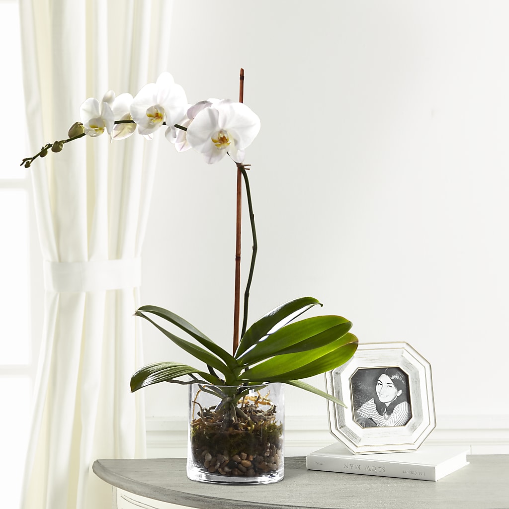White Orchid Planter – Talia Flowers, Ottawa ON