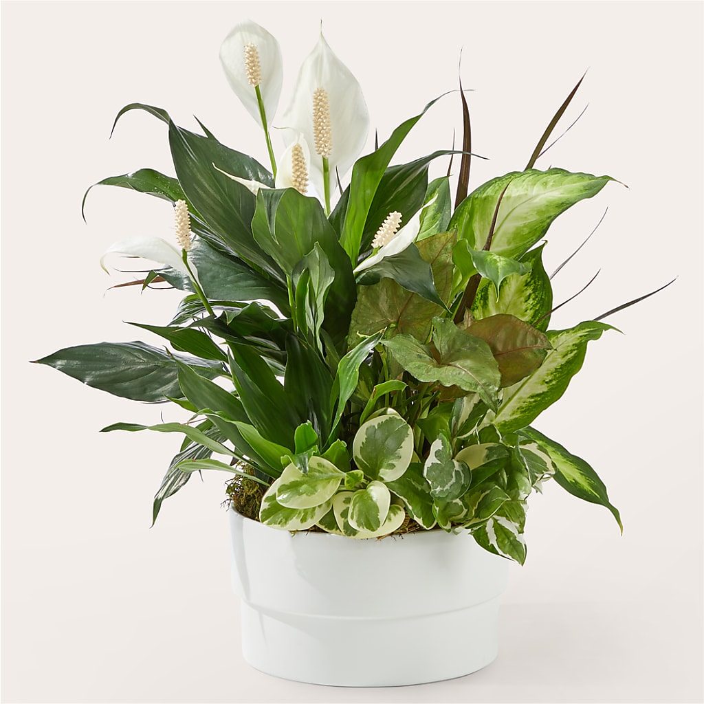 Radiating Positivity Dishgarden – Talia Flowers, Ottawa ON
