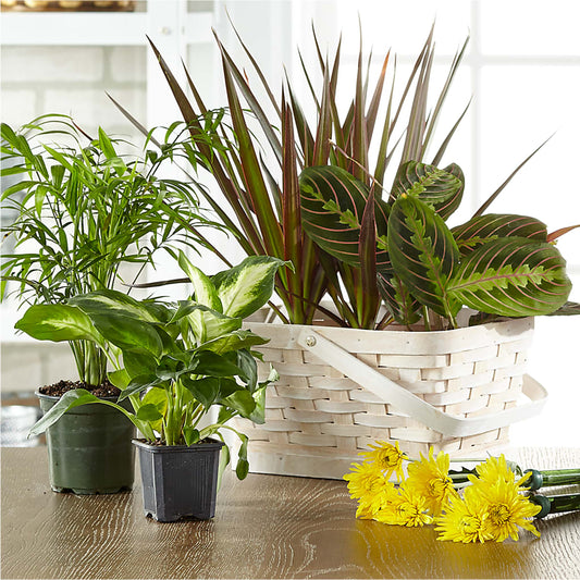 Florist Designed Blooming and Green Plants in a Basket –  Talia Flowers, Ottawa ON
