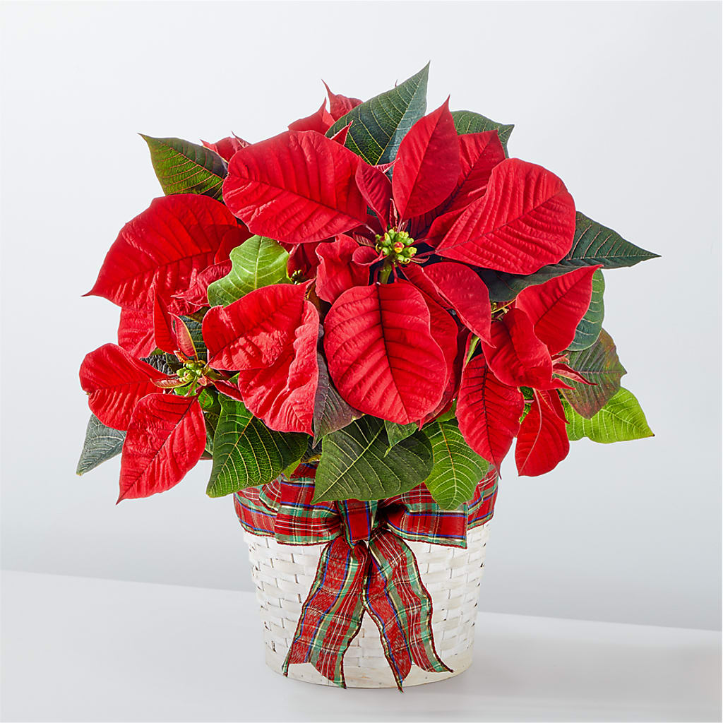 Happiest Holidays Poinsettia –  Talia Flowers, Ottawa ON
