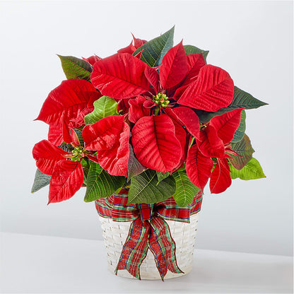 Happiest Holidays Poinsettia –  Talia Flowers, Ottawa ON