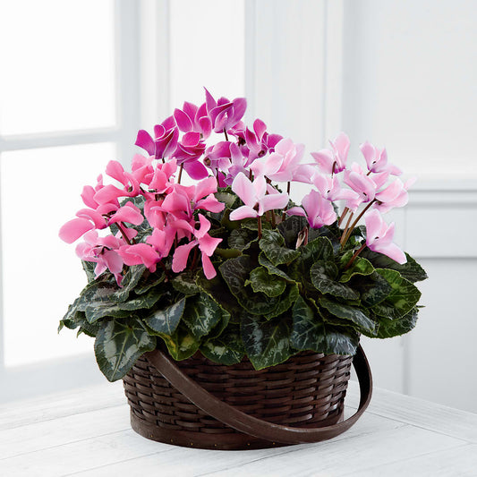 Mixed Cyclamen Planter –  Talia Flowers, Ottawa ON