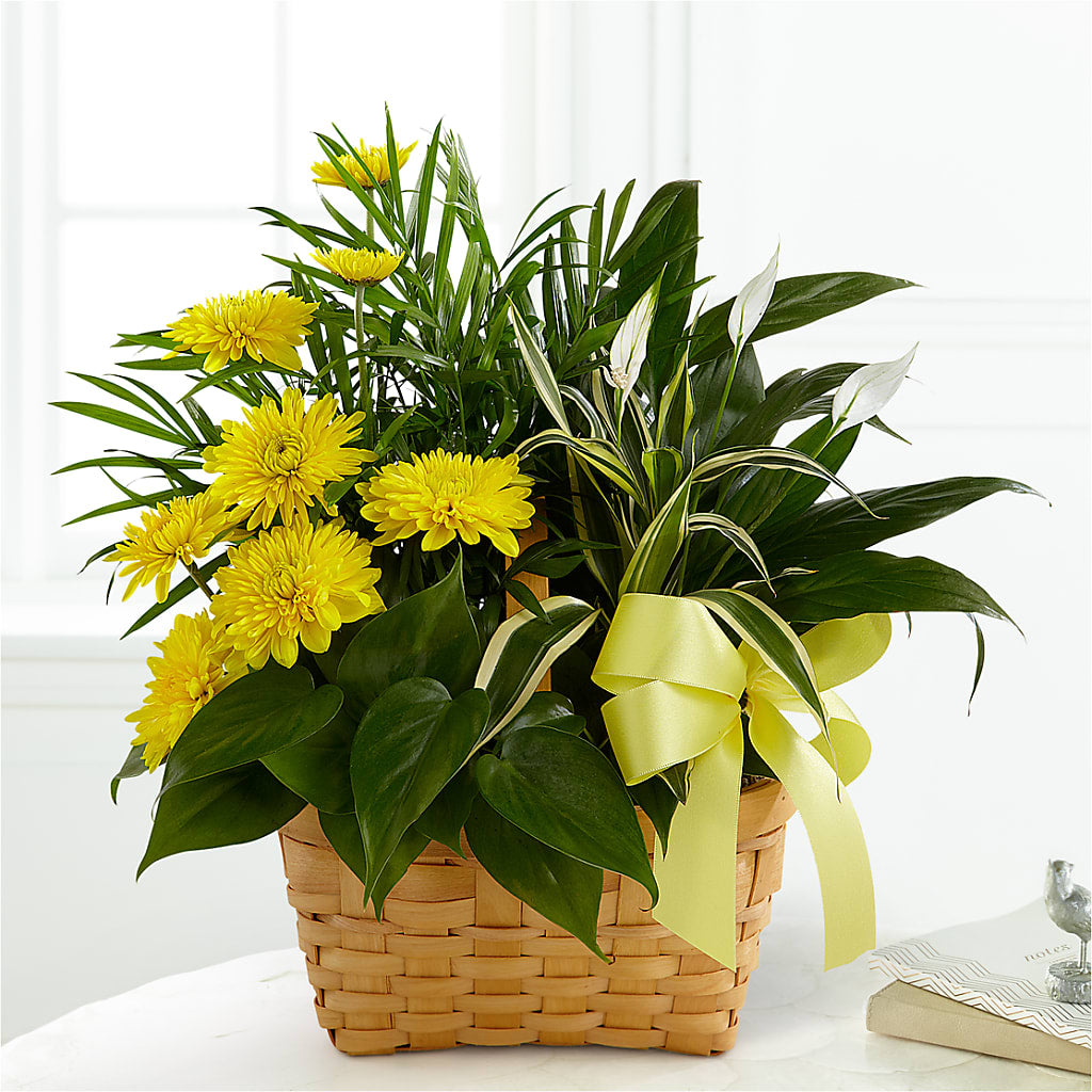 Loving Light Dishgarden –  Talia Flowers, Ottawa ON