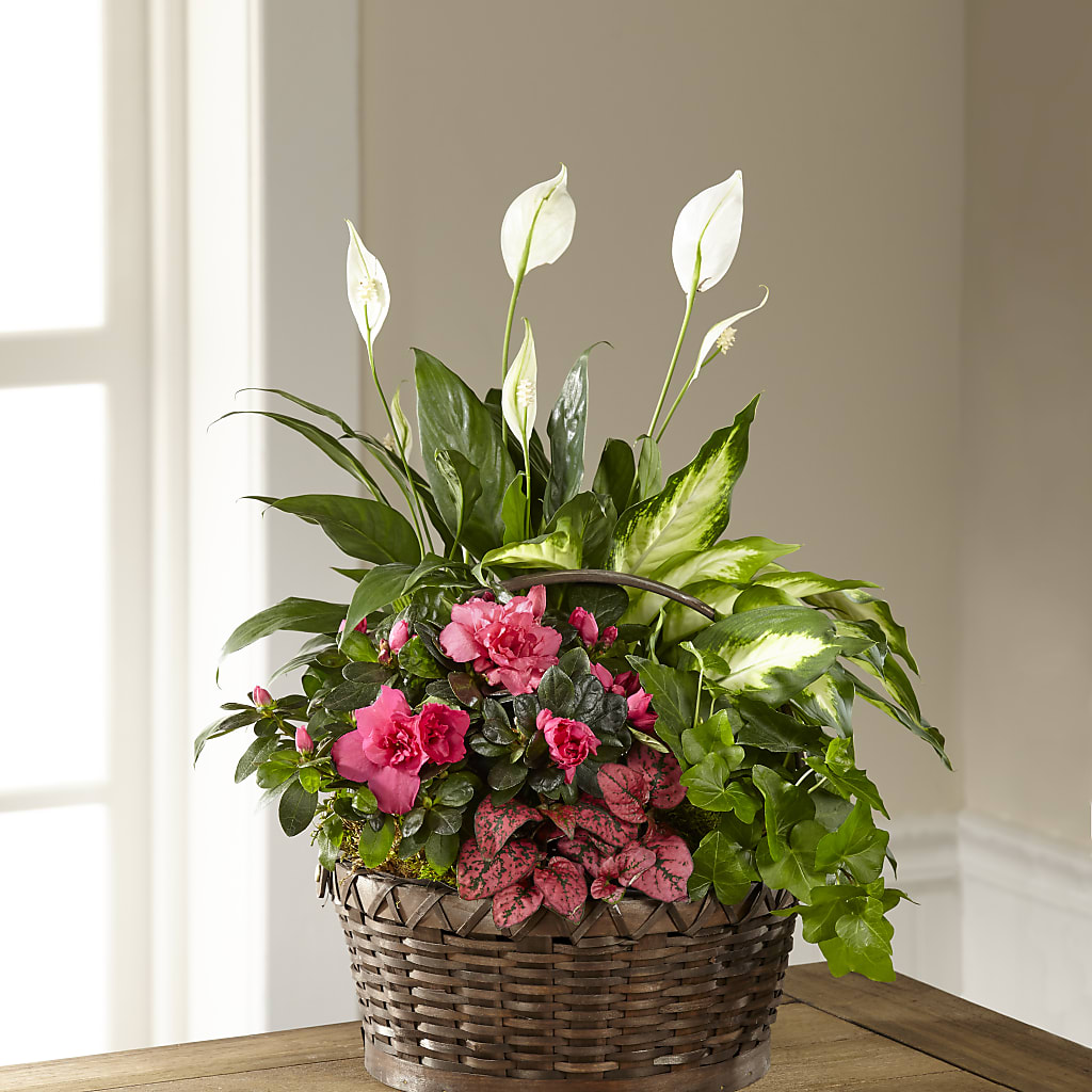 Dream in Pink Dishgarden –  Talia Flowers, Ottawa ON