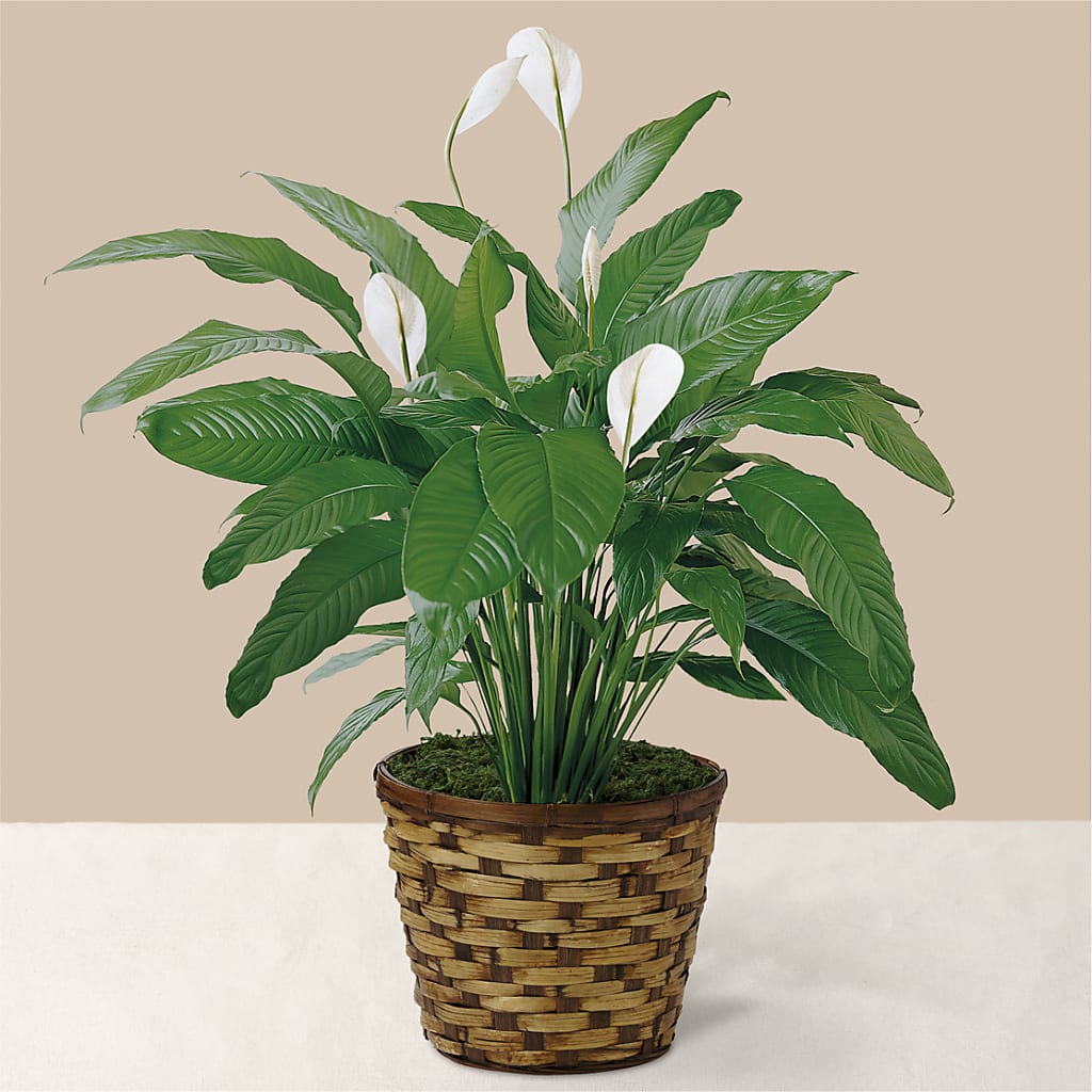 Tranquil Moments Peace Lily Plant –  Talia Flowers, Ottawa ON