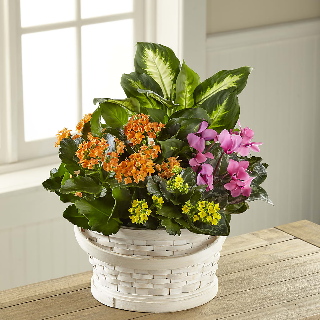 Color Crush Dishgarden –  Talia Flowers, Ottawa ON