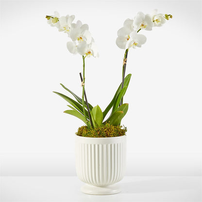 Whispering White Orchid –  Talia Flowers, Ottawa ON