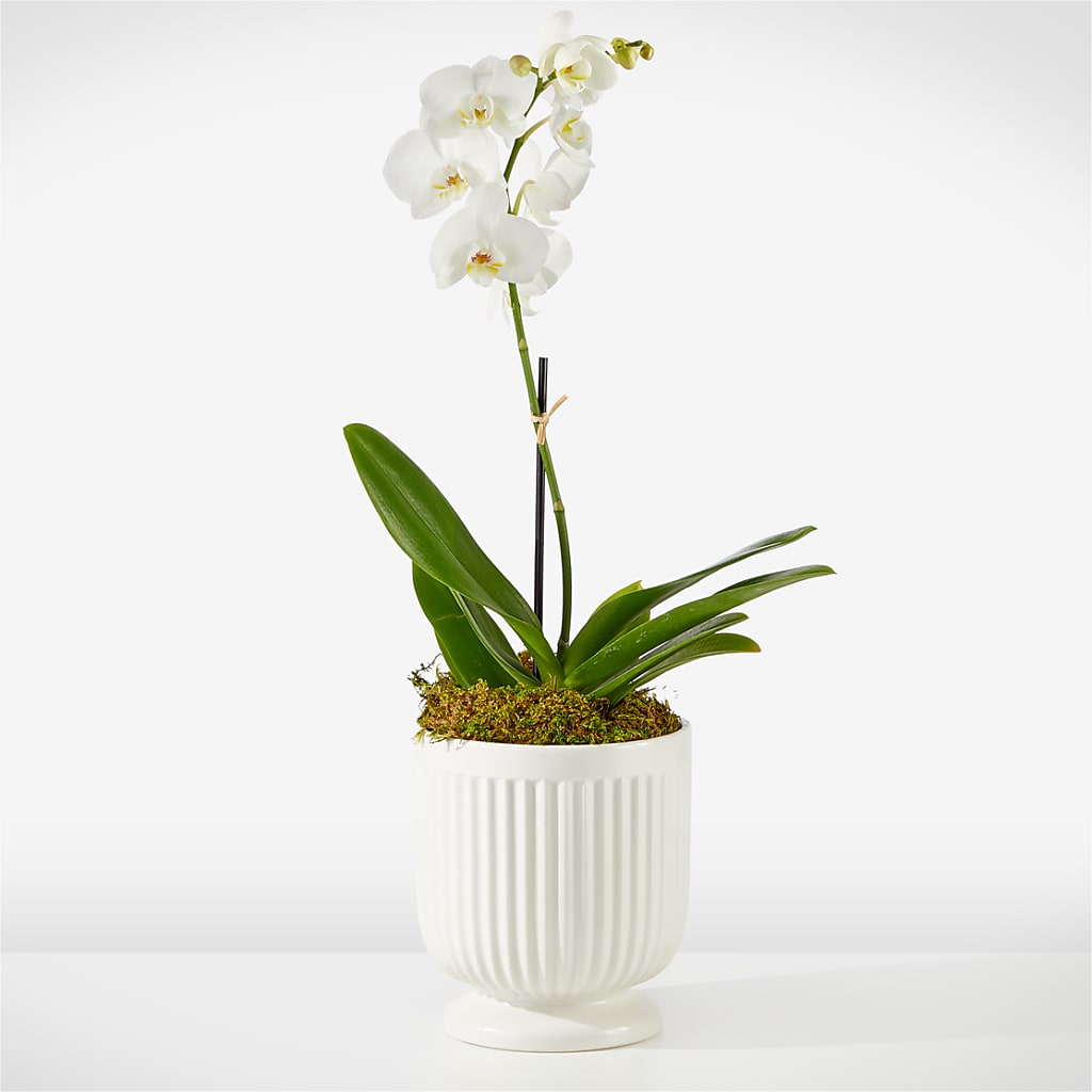 Whispering White Orchid –  Talia Flowers, Ottawa ON