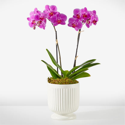 Friendly Fuchsia Orchid –  Talia Flowers, Ottawa ON
