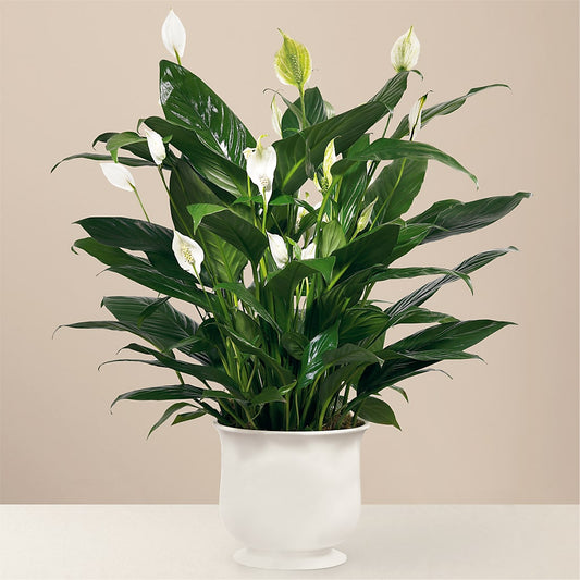 Comfort Planter –  Talia Flowers, Ottawa ON