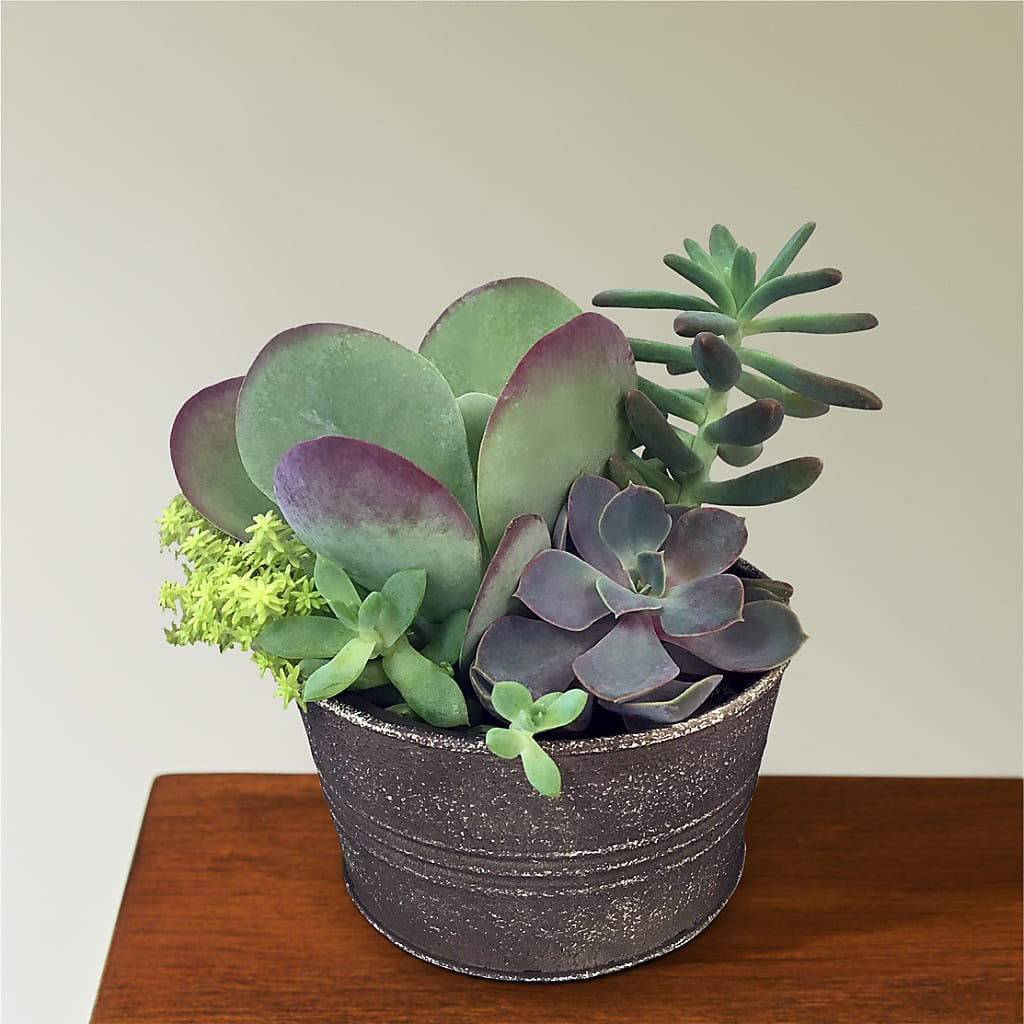Lush Succulent Garden –  Talia Flowers, Ottawa ON