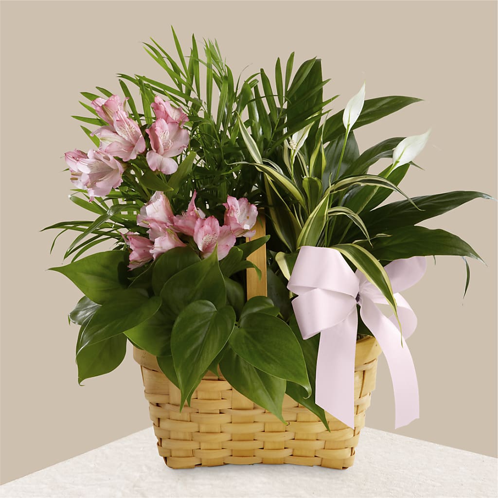 Living Spirit Dishgarden –  Talia Flowers, Ottawa ON