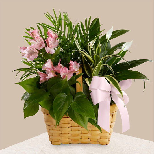 Living Spirit Dishgarden –  Talia Flowers, Ottawa ON