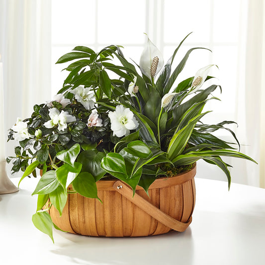 Serene Dishgarden –  Talia Flowers, Ottawa ON