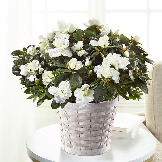 White Azalea Plant –  Talia Flowers, Ottawa ON
