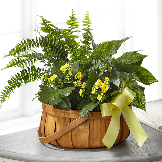 Always Dear Dishgarden –  Talia Flowers, Ottawa ON