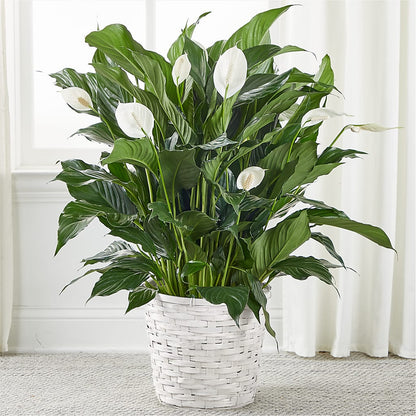 A New Leaf Peace Lily –  Talia Flowers, Ottawa ON