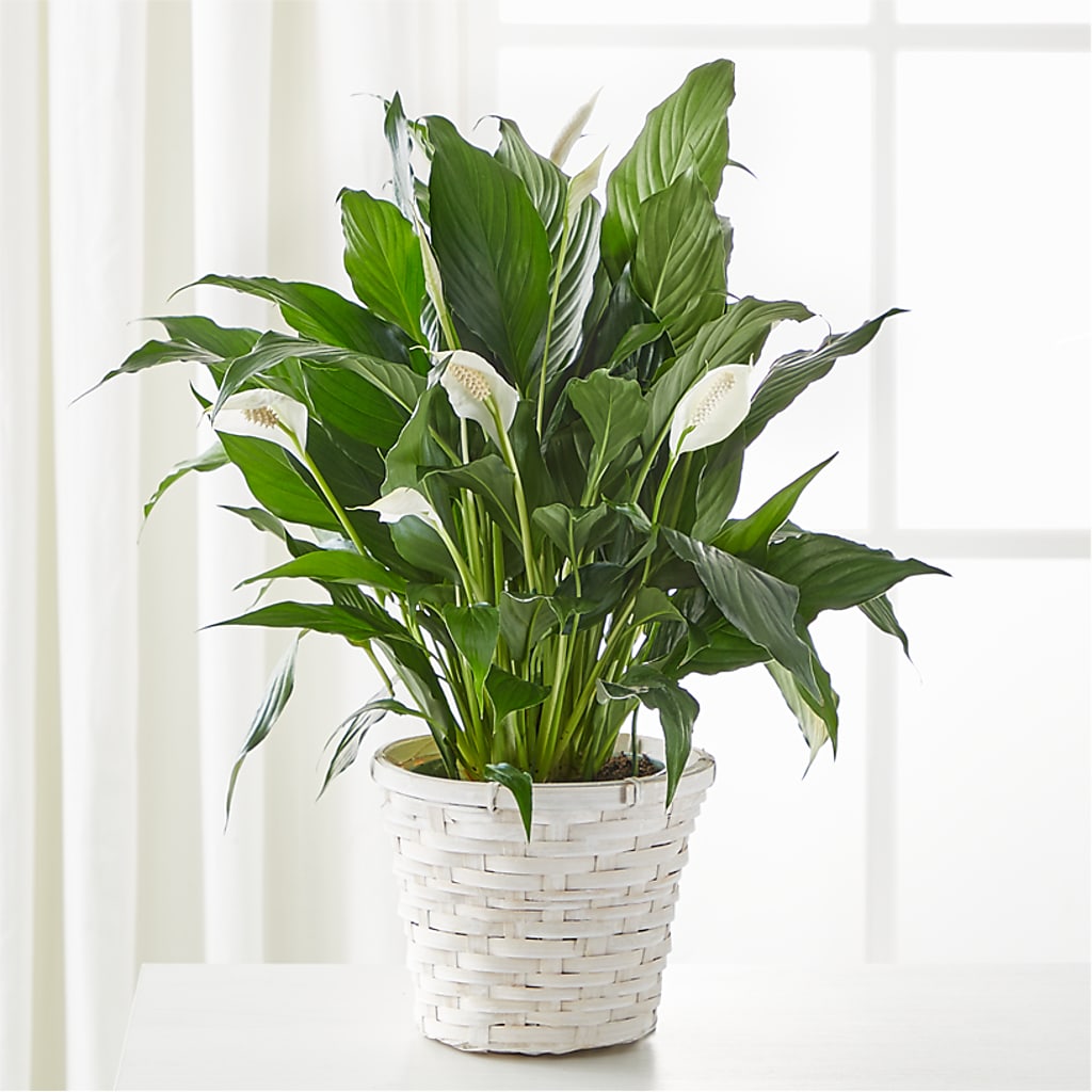 A New Leaf Peace Lily –  Talia Flowers, Ottawa ON