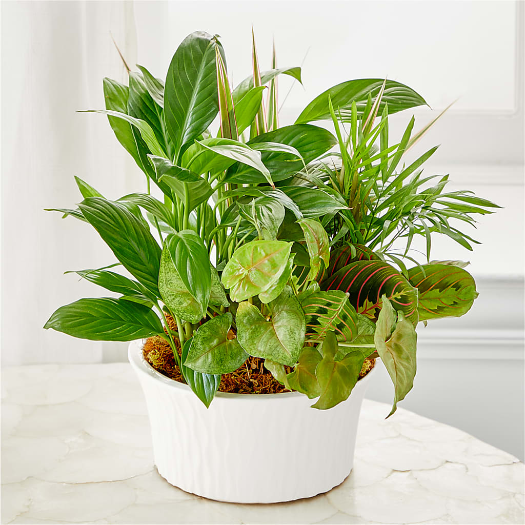 Balance & Harmony Dishgarden –  Talia Flowers, Ottawa ON