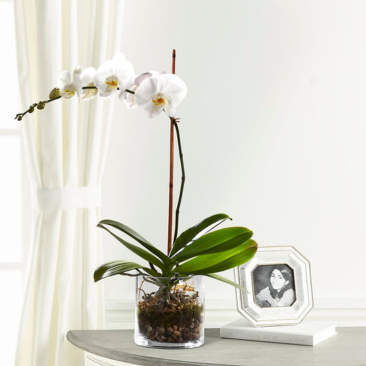 White Orchid Planter –  Talia Flowers, Ottawa ON