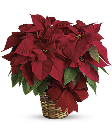 Red Poinsettia –  Talia Flowers, Ottawa ON