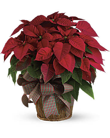 Large Red Poinsettia –  Talia Flowers, Ottawa ON