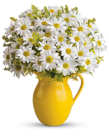 Teleflora's Sunny Day Pitcher of Daisies –  Talia Flowers, Ottawa ON