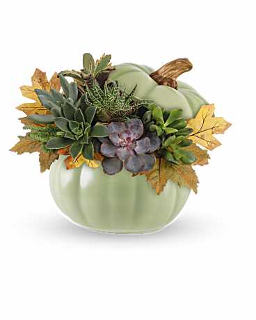 Teleflora's Sage Pumpkin Succulent Garden –  Talia Flowers, Ottawa ON