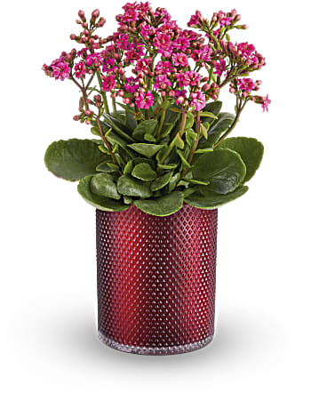 Teleflora's Lovely Kalanchoe Plant –  Talia Flowers, Ottawa ON