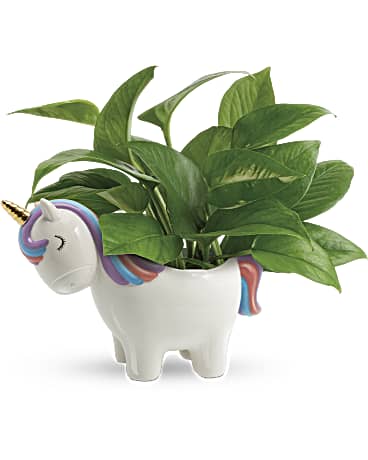 Teleflora's Peaceful Unicorn Pothos Plant –  Talia Flowers, Ottawa ON