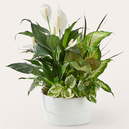 Radiating Positivity Dishgarden –  Talia Flowers, Ottawa ON
