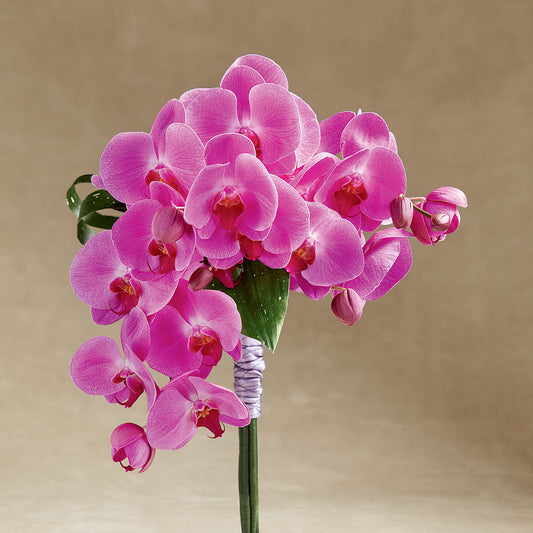 Glorious Bouquet –  Talia Flowers, Ottawa ON